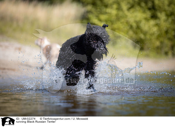 running Black Russian Terrier / UM-02274