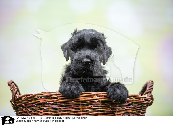Schwarzer Russischer Terrier Welpe im Krbchen / Black russian terrier puppy in basket / MW-17136