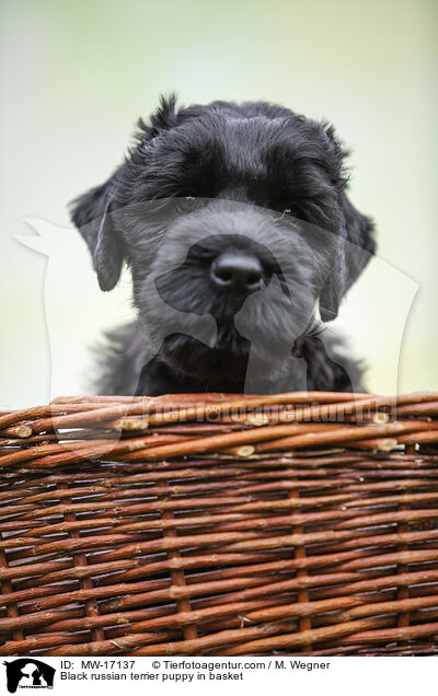 Schwarzer Russischer Terrier Welpe im Krbchen / Black russian terrier puppy in basket / MW-17137