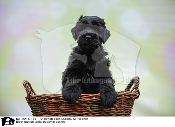 Schwarzer Russischer Terrier Welpe im Krbchen / Black russian terrier puppy in basket / MW-17138