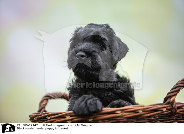 Black russian terrier puppy in basket / MW-17142