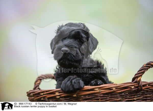 Schwarzer Russischer Terrier Welpe im Krbchen / Black russian terrier puppy in basket / MW-17143
