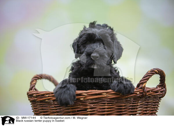 Black russian terrier puppy in basket / MW-17144
