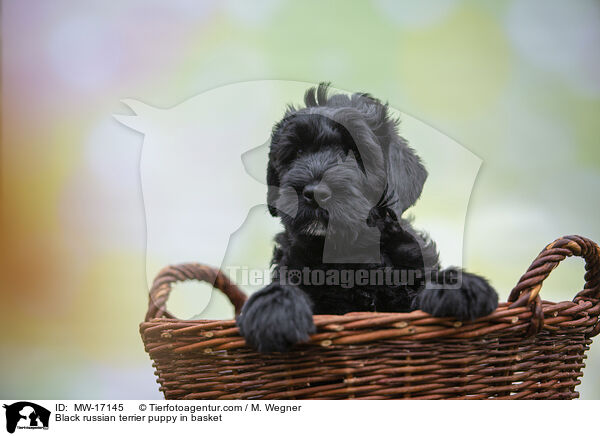 Schwarzer Russischer Terrier Welpe im Krbchen / Black russian terrier puppy in basket / MW-17145