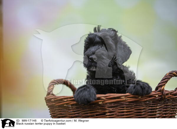 Schwarzer Russischer Terrier Welpe im Krbchen / Black russian terrier puppy in basket / MW-17146