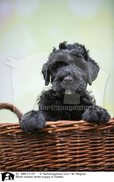 Black russian terrier puppy in basket / MW-17147