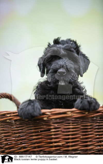 Schwarzer Russischer Terrier Welpe im Krbchen / Black russian terrier puppy in basket / MW-17147