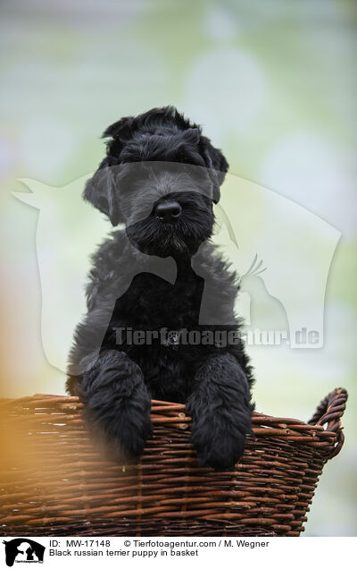 Schwarzer Russischer Terrier Welpe im Krbchen / Black russian terrier puppy in basket / MW-17148