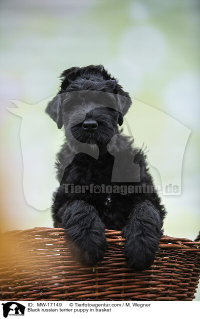 Schwarzer Russischer Terrier Welpe im Krbchen / Black russian terrier puppy in basket / MW-17149