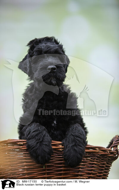 Black russian terrier puppy in basket / MW-17150