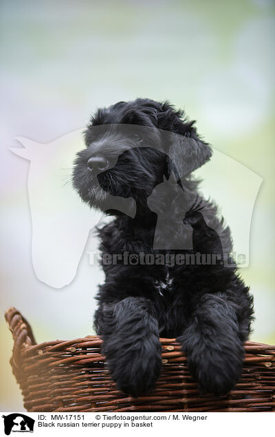 Schwarzer Russischer Terrier Welpe im Krbchen / Black russian terrier puppy in basket / MW-17151