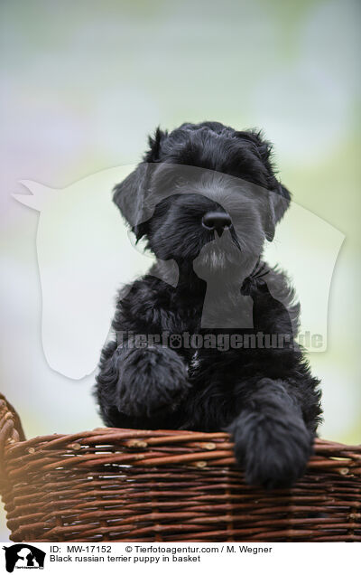 Schwarzer Russischer Terrier Welpe im Krbchen / Black russian terrier puppy in basket / MW-17152