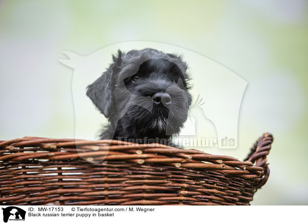 Black russian terrier puppy in basket / MW-17153