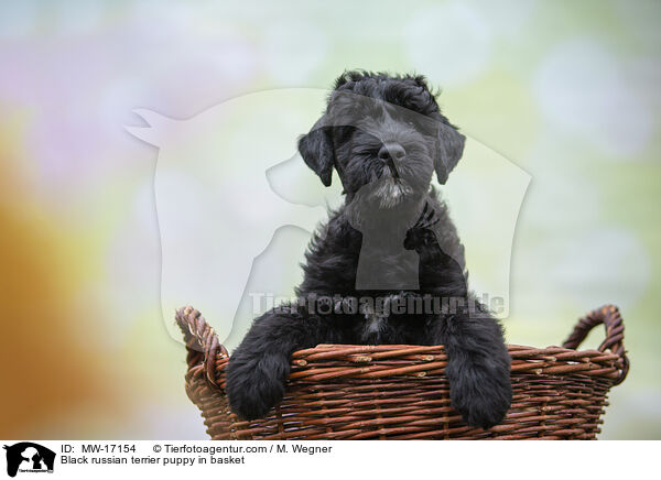 Black russian terrier puppy in basket / MW-17154