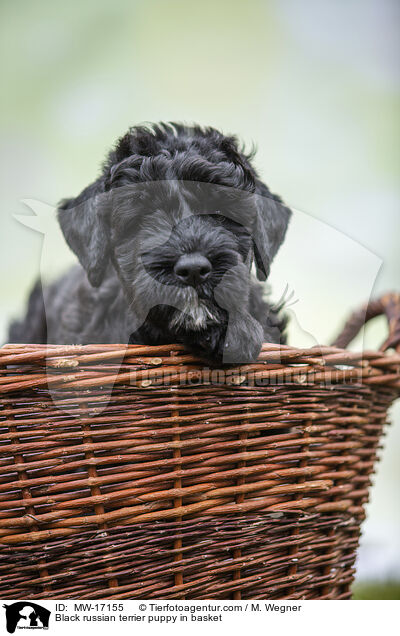Schwarzer Russischer Terrier Welpe im Krbchen / Black russian terrier puppy in basket / MW-17155