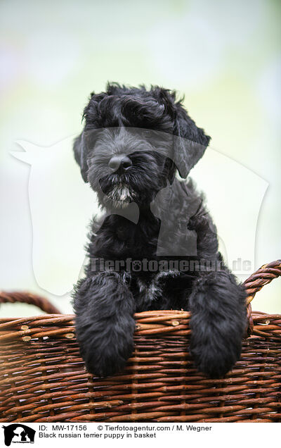 Black russian terrier puppy in basket / MW-17156