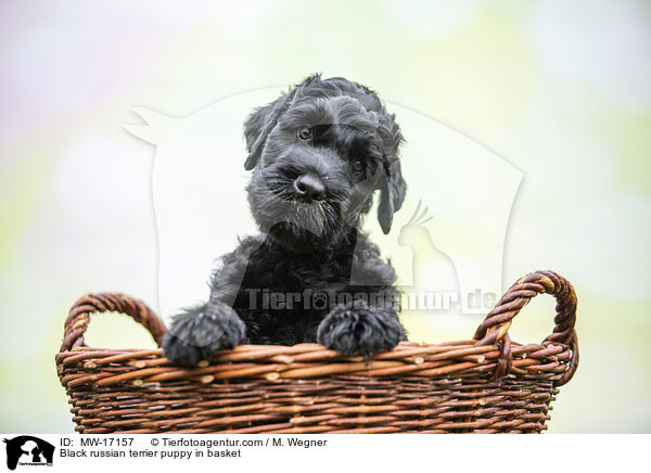 Black russian terrier puppy in basket / MW-17157