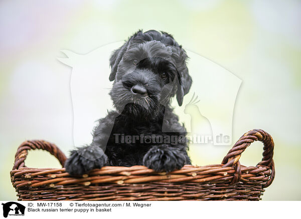 Black russian terrier puppy in basket / MW-17158