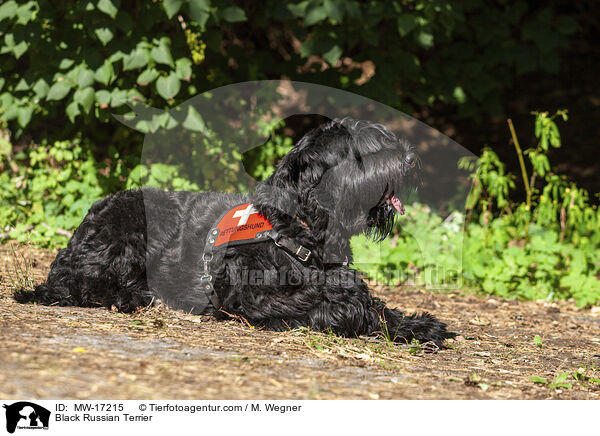 Schwarzer Russischer Terrier / Black Russian Terrier / MW-17215