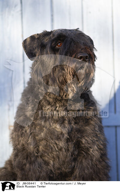 Black Russian Terrier / JM-06441