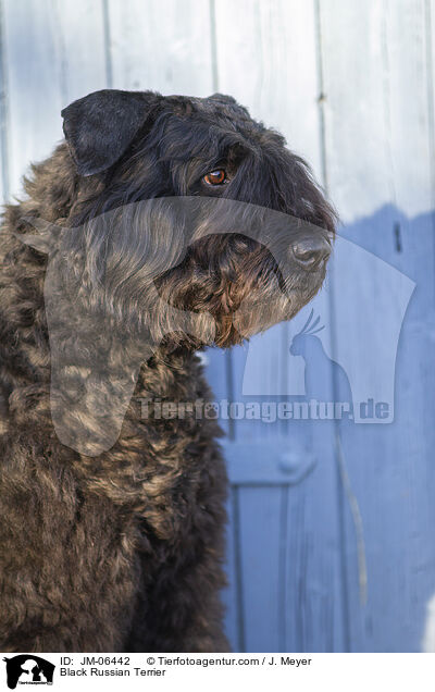 Black Russian Terrier / JM-06442