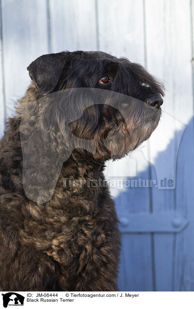 Black Russian Terrier / JM-06444