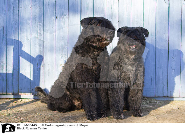 Black Russian Terrier / JM-06445