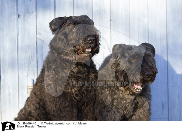 Black Russian Terrier / JM-06446