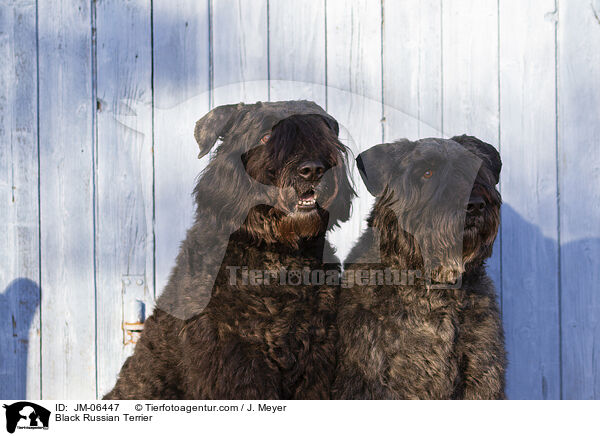 Black Russian Terrier / JM-06447