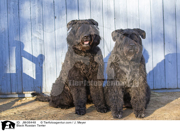 Black Russian Terrier / JM-06448