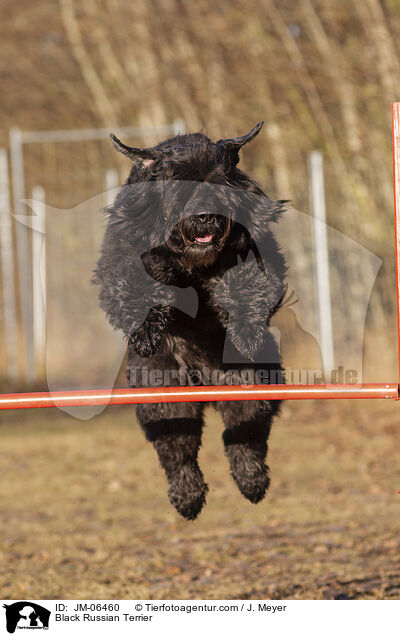 Schwarzer Russischer Terrier / Black Russian Terrier / JM-06460