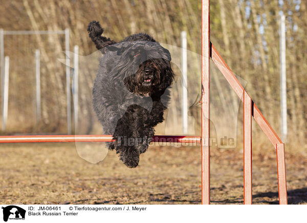 Schwarzer Russischer Terrier / Black Russian Terrier / JM-06461