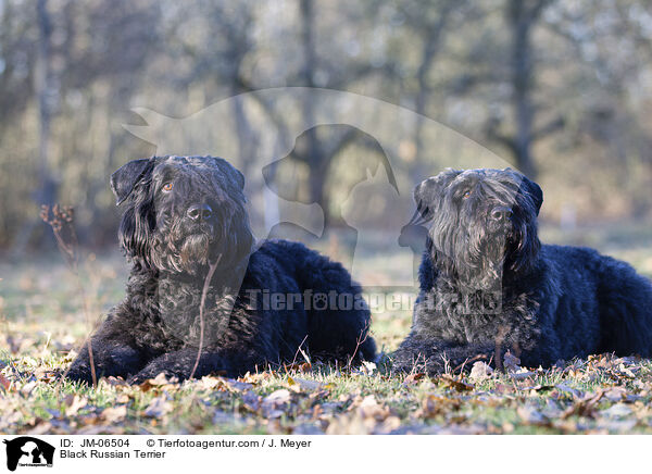 Schwarzer Russischer Terrier / Black Russian Terrier / JM-06504