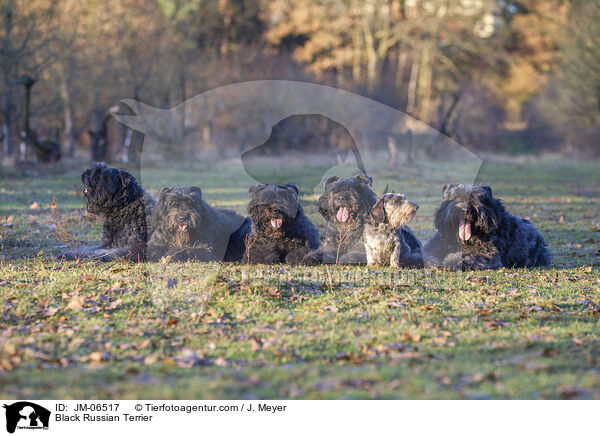 Black Russian Terrier / JM-06517