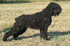 standing black russian terrier