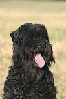 Black Russain Terrier Portrait