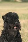 Black Russain Terrier Portrait