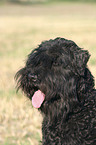 Black Russain Terrier Portrait