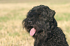 Black Russain Terrier Portrait