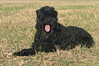 lying black russian terrier