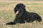 lying black russian terrier