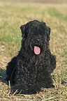 lying black russian terrier