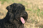 Black Russian Terrier Portrait