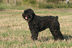 standing black russian terrier