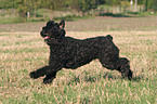 running black russian terrier