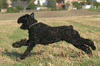 running black russian terrier