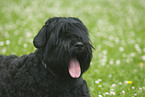 Black Russian Terrier