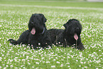 Black Russian Terrier