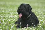 Black Russian Terrier