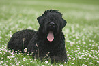 Black Russian Terrier